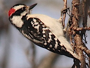 Downy Woodpecker